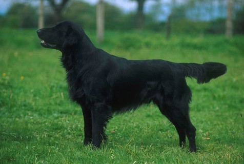 Domestic dog Flatcoat Retriever