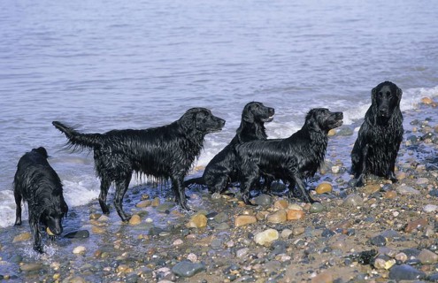 Domestic dog