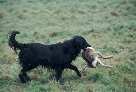 Domestic Retriever