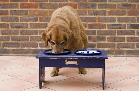 Domestic Dog