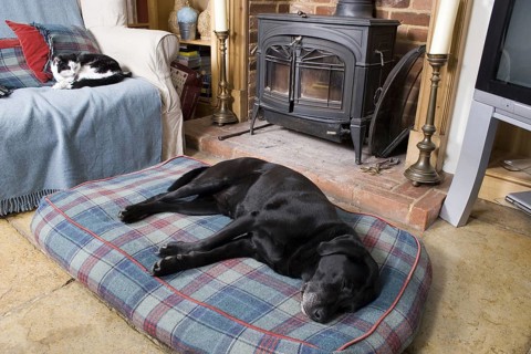 Domestic Dog