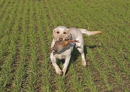 Domestic Dog