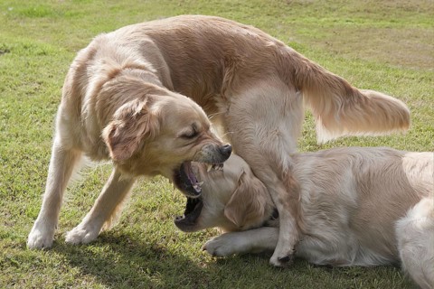 Domestic Dog