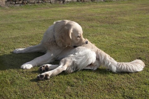 Domestic Dog