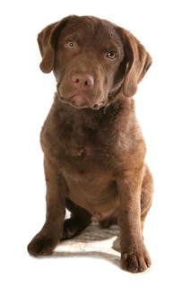 Domestic Dog