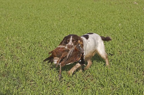 Domestic Dog