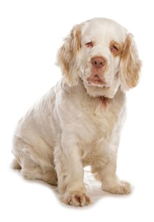 Domestic Dog