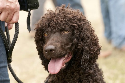 Domestic dog