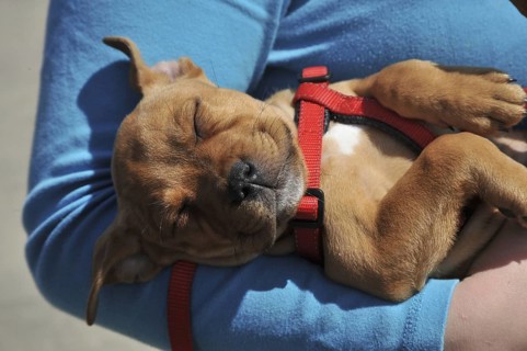 Staffordshire Bull Terrier