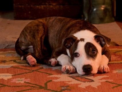 Staffordshire Bull Terrier