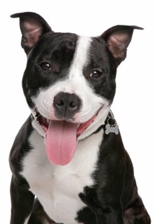 Domestic dog