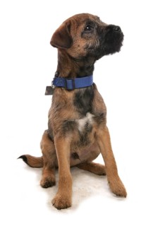 Domestic dog