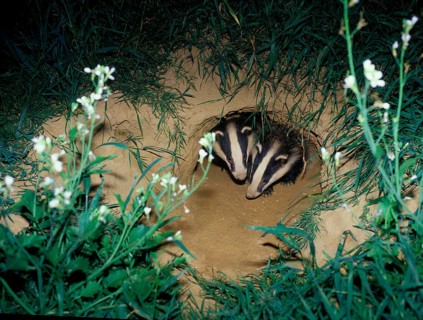 Badger