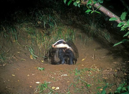 Badger