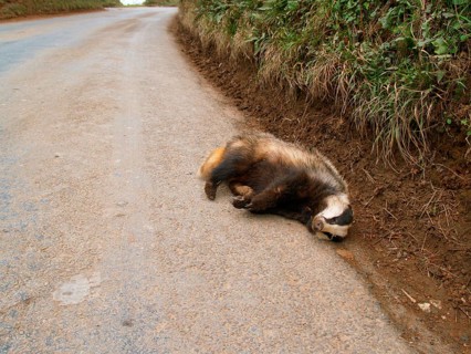 Eurasian Badger