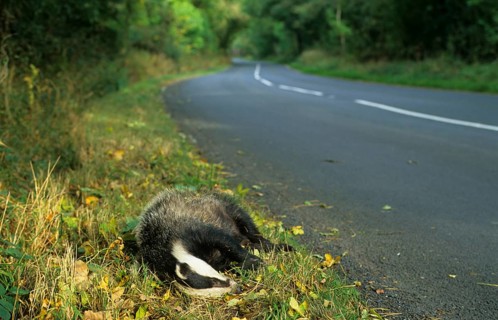 Badger