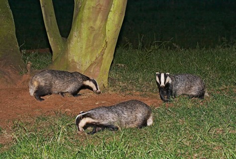 Badger