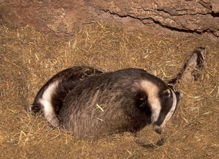 Eurasian Badger
