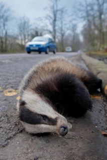 Eurasian Badger