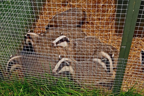 Eurasian Badger