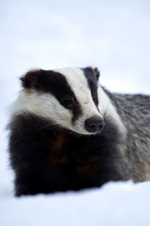 Eurasian Badger