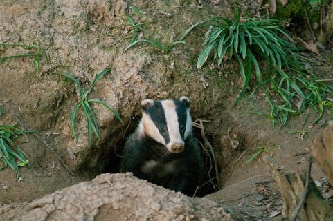 Badger
