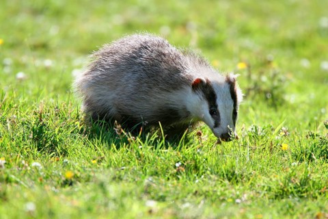 Badger