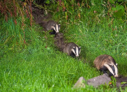 Badger
