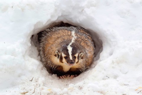 American Badger
