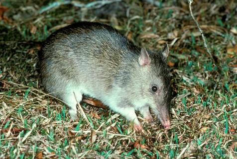 Long-nosed bandicoot