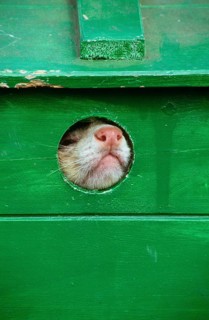 European polecat