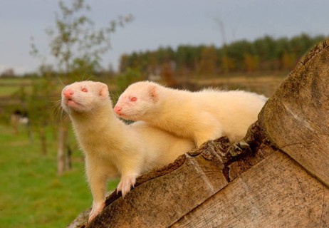 European polecat