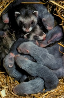 European polecat