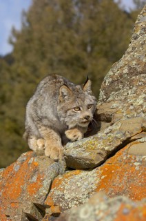 Canada lynx