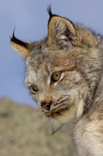 Canada lynx