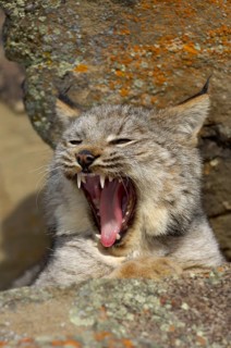 Canada lynx