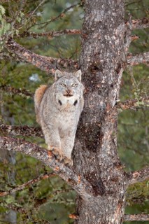Canadian Lynx