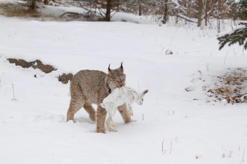 Canadian Lynx