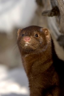 American minks