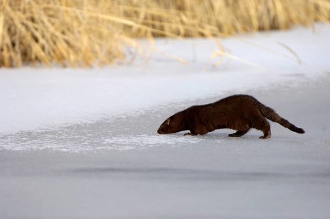 American minks