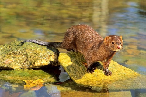 American Mink