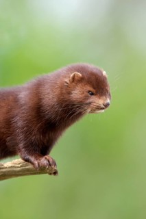 American minks