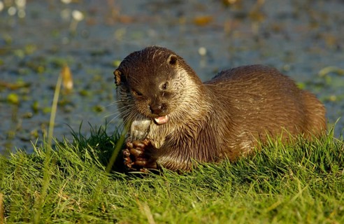 European otter