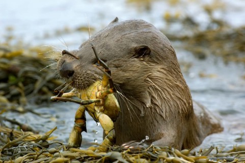 European otter