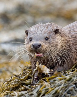 European otter