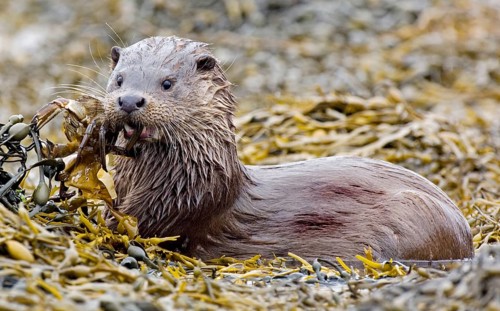 European otter