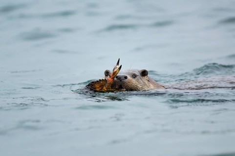 European otter