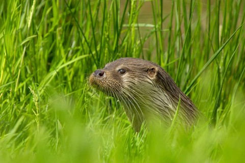 European otter
