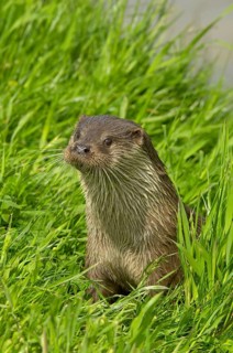 European otter