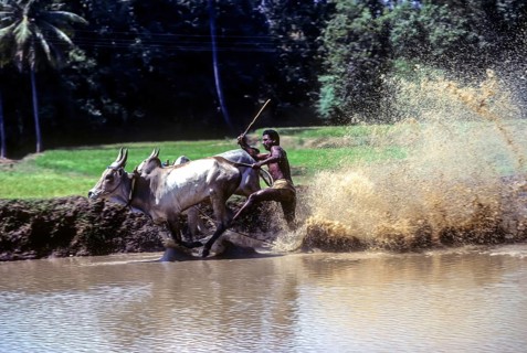 Racing bullocks and jockey